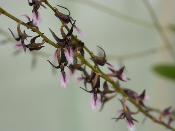 Bulbophyllum miniatum (saltatorium)