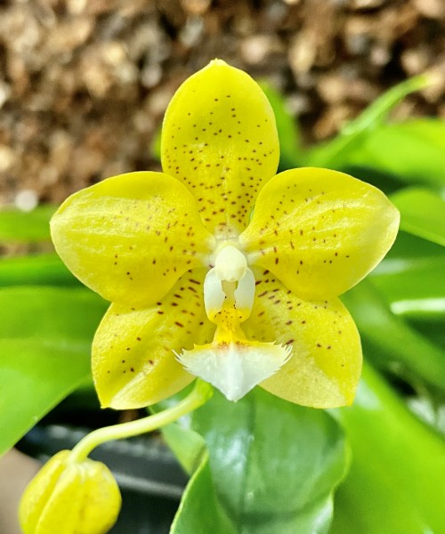 Phalaenopsis (micholitzii x mannii "Flava") x Sogo Meili
