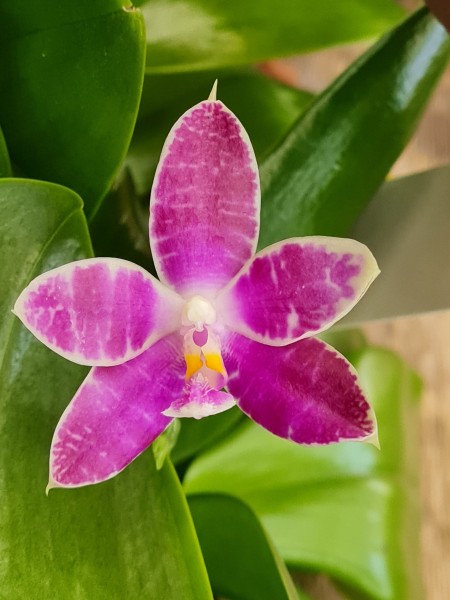 Phalaenopsis Yin´s Green Jewel x Spring Rain