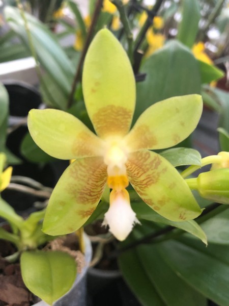 Phalaenopsis Tsay´s Evergreen x Yaphon Green Canary