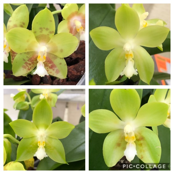 Phalaenopsis Yin´s Green Jewel