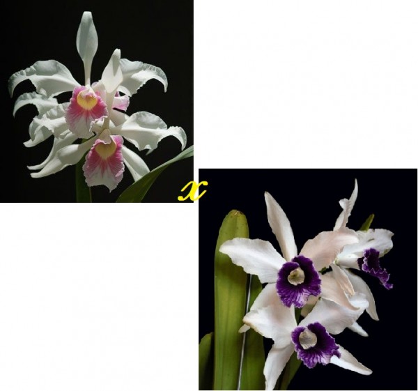 Laelia purpurata (delicata x roxo-violetta)