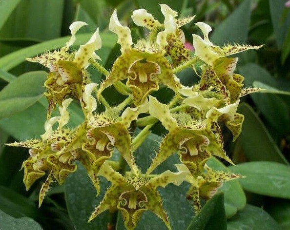 Dendrobium alexandrae x polysema