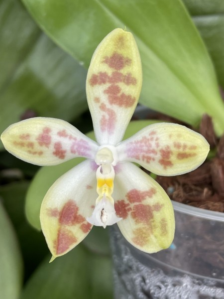Phalaenopsis (tetraspis x Yaphon Surprise Happiness) x (micholitzii x mannii) "Flava"