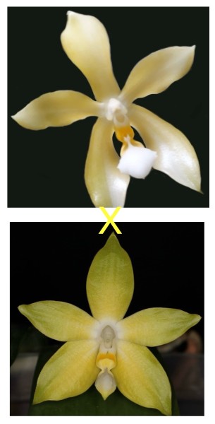Phalaenopsis Valentinii "Alba" x pulchra "Alba" x PK "Alba"