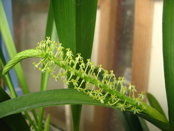 Liparis parviflora