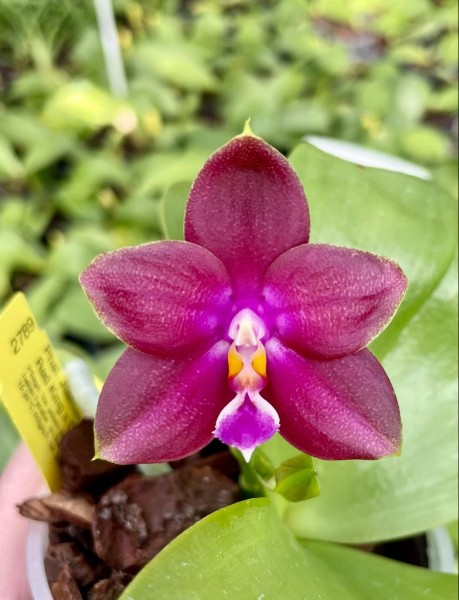 Phalaenopsis Joshua Irwin Ginsberg x (Chienlung Red King x Chienlung Rose Queen)
