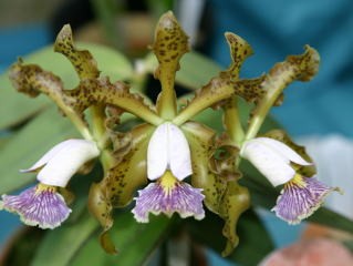 Cattleya schilleriana var. Coerulea
