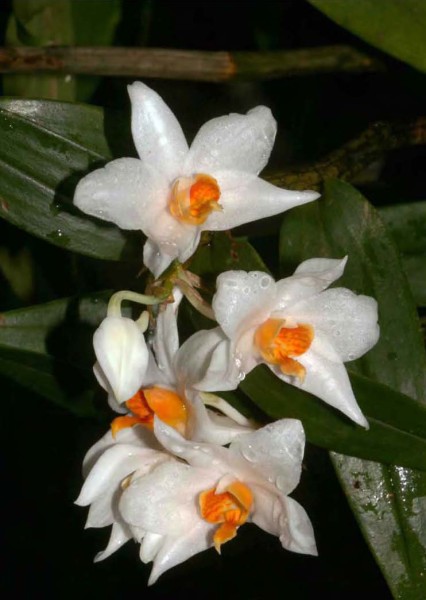 Dendrobium daklakense x sib