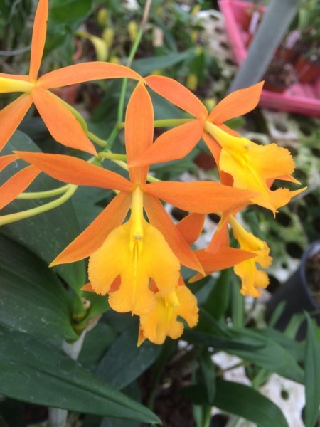 Brassoepidendrum Orchidglade
