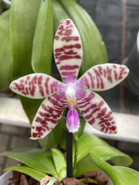 Phalaenopsis Telu x Tetrasambo