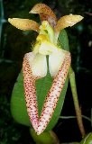 Bulbophyllum lasiochilum "Myanmar"