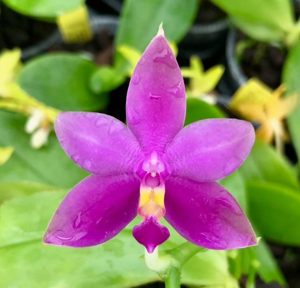Phalaenopsis violacea var. Malaysia