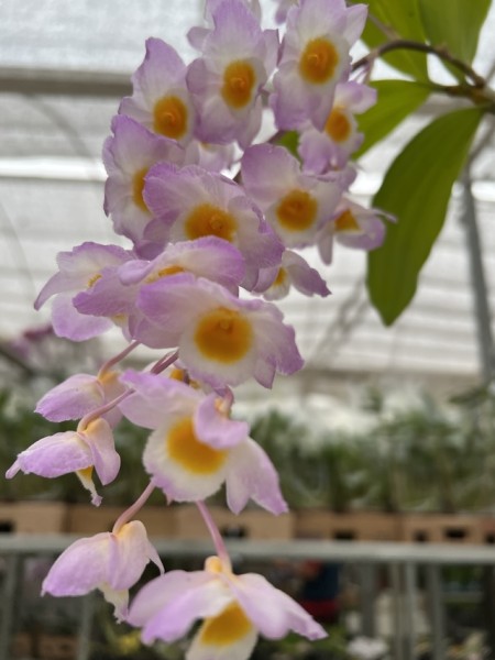 Dendrobium bronckartii