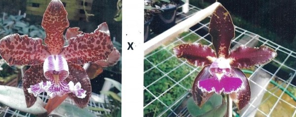 Cattleya schilleriana ("DSC08" x "Tipo Escura")